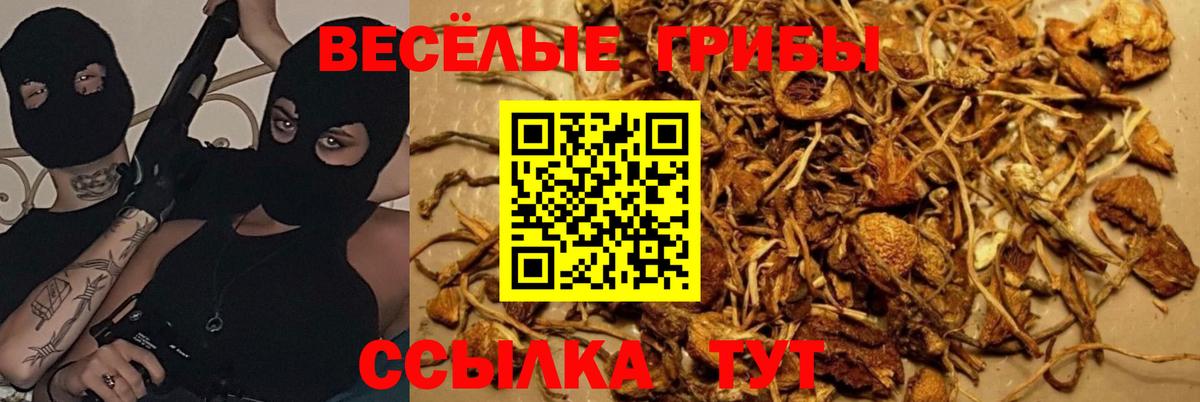 Малгобек  Псилоцибиновые грибы GOLDEN TEACHER  Вход с VPN 
